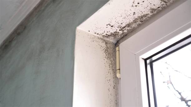 Best Mold Removal Process  in Ishpeng, MI