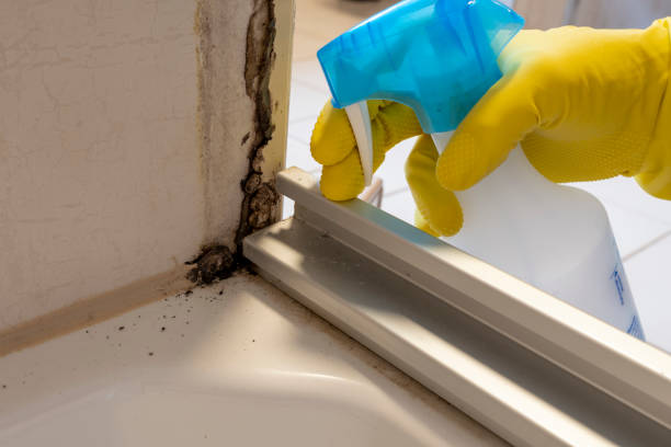 Mold Removal and Inspection in Ishpeming, MI