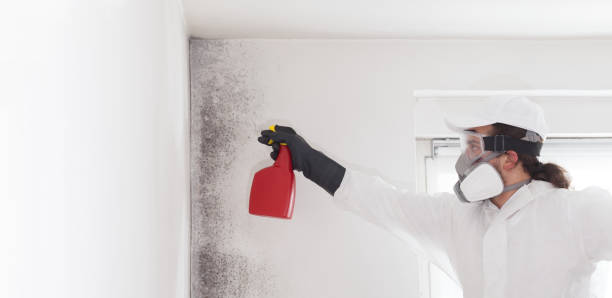 Best Toxic Mold Removal  in Ishpeng, MI