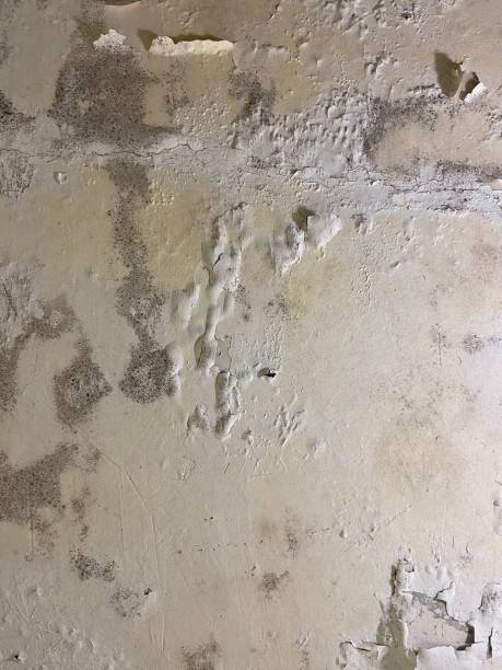 Best Home Mold Removal  in Ishpeng, MI
