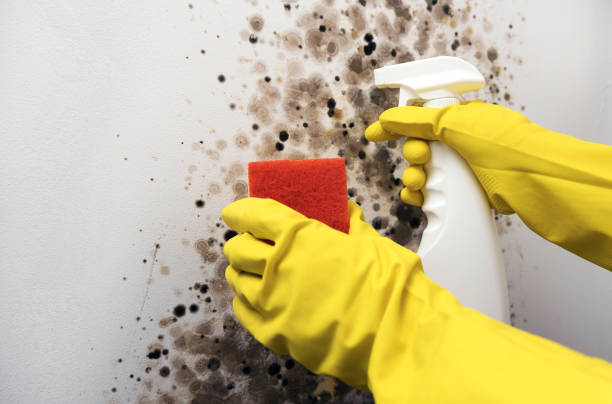 Best Crawl Space Mold Removal  in Ishpeng, MI