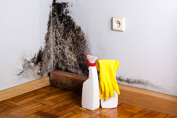 Best Certified Mold Removal  in Ishpeng, MI