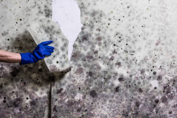 Best Toxic Mold Removal  in Ishpeng, MI